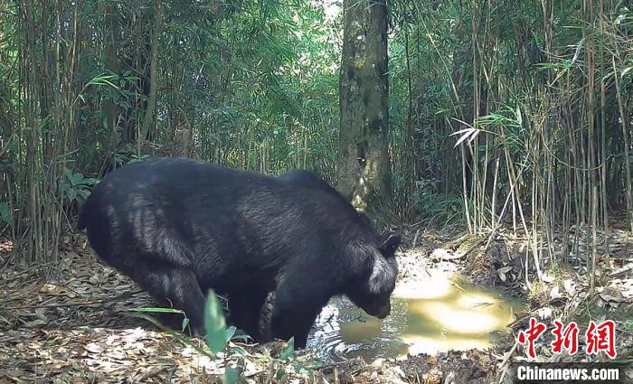 捕魚機：大熊貓國家公園四川滎經片區現多種野生動物