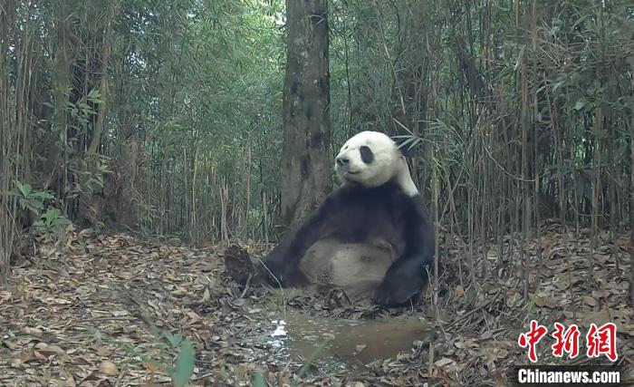 捕魚機：大熊貓國家公園四川滎經片區現多種野生動物