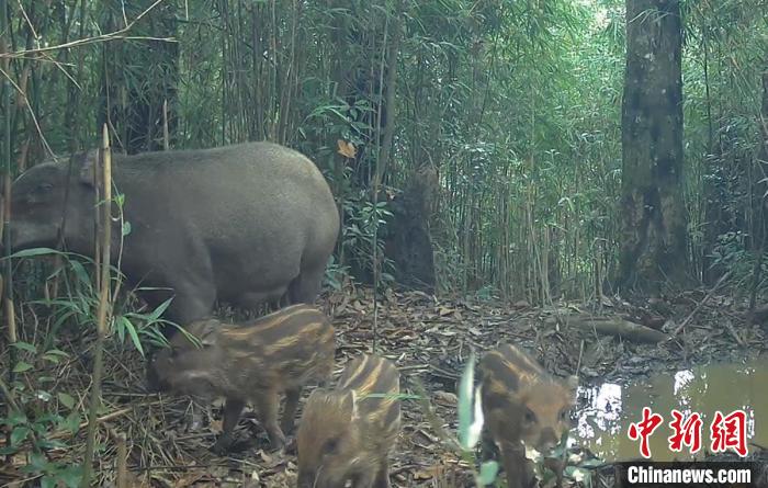 捕魚機：大熊貓國家公園四川滎經片區現多種野生動物